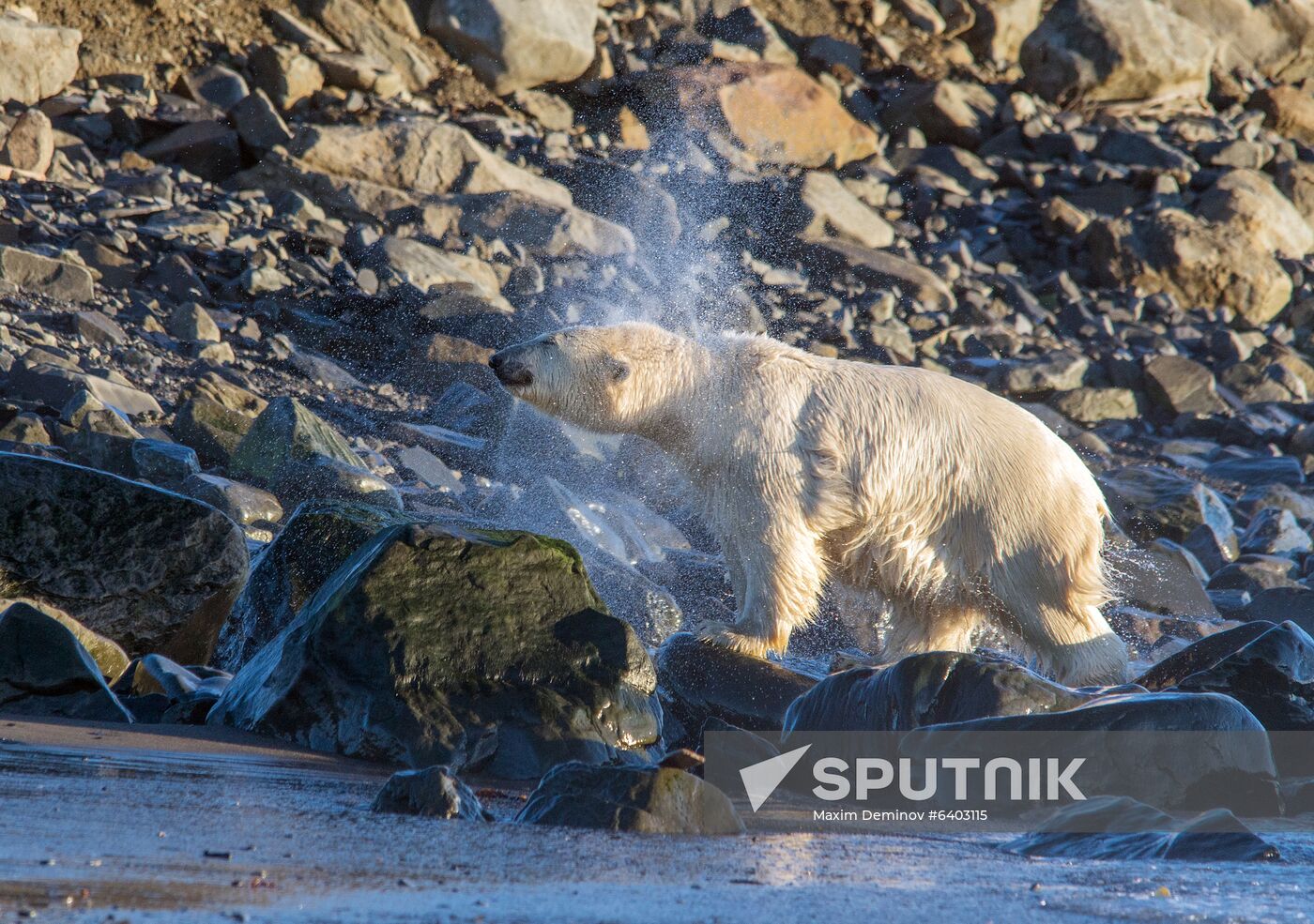 Russia Chukotka Bears 
