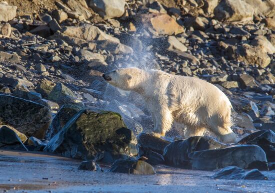 Russia Chukotka Bears 