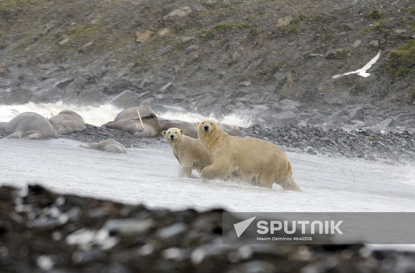 Russia Chukotka Bears 