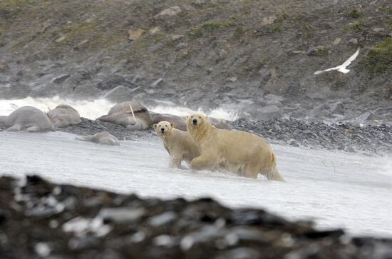 Russia Chukotka Bears 