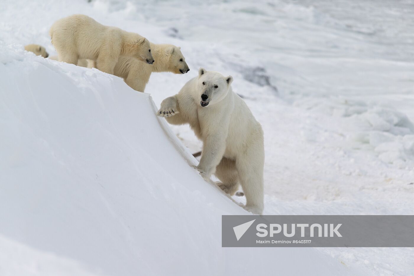 Russia Chukotka Bears 