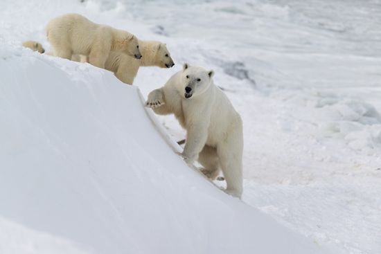 Russia Chukotka Bears 
