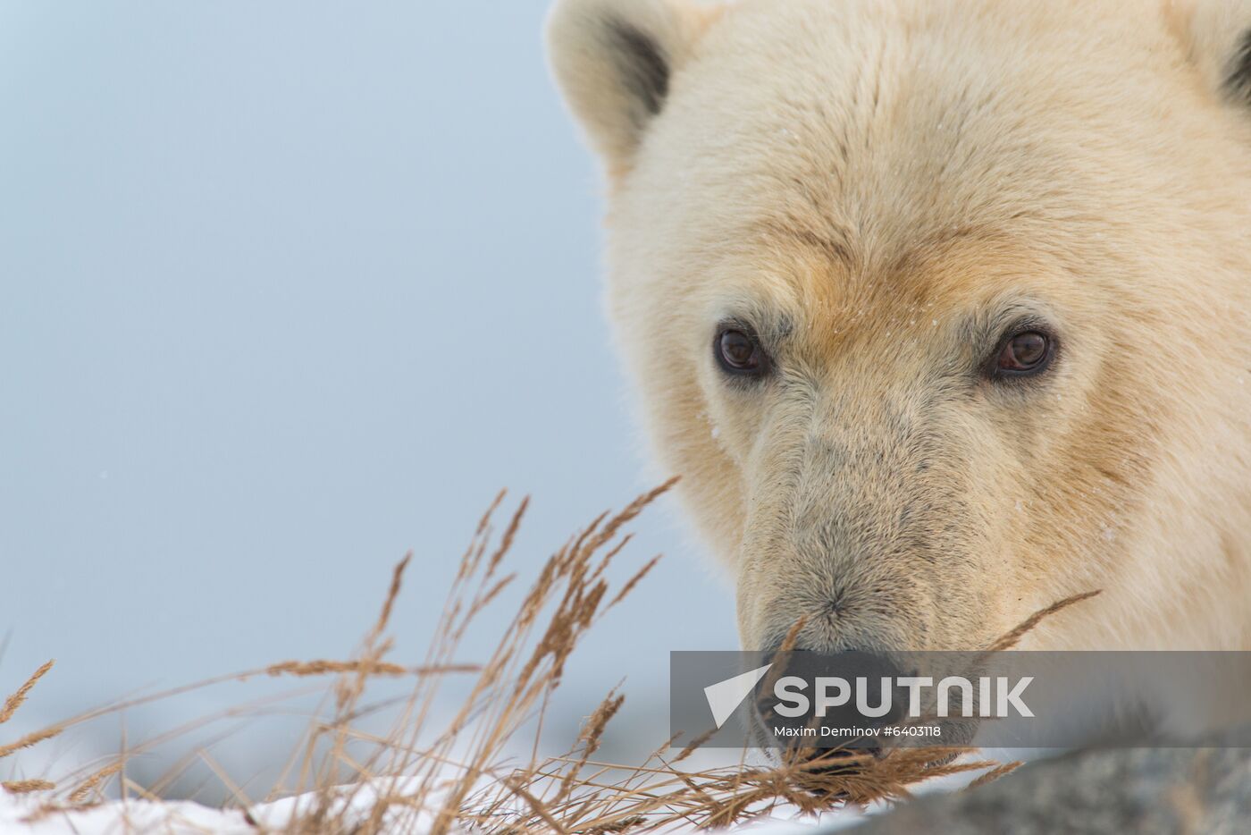 Russia Chukotka Bears 
