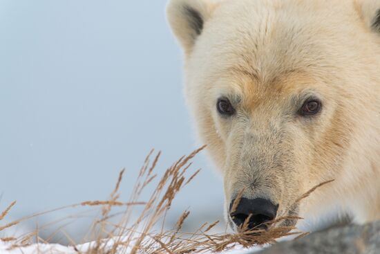Russia Chukotka Bears 