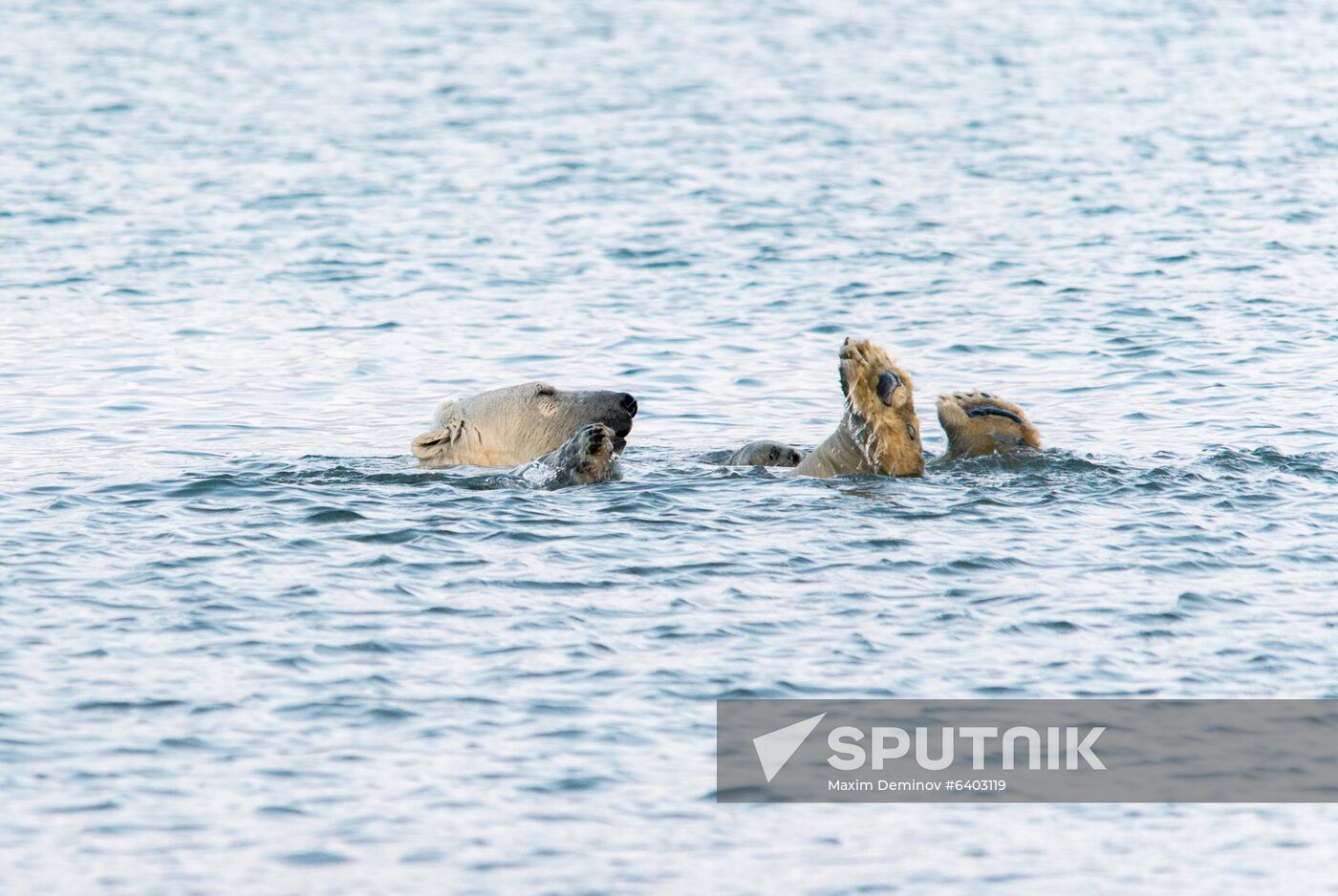 Russia Chukotka Bears 