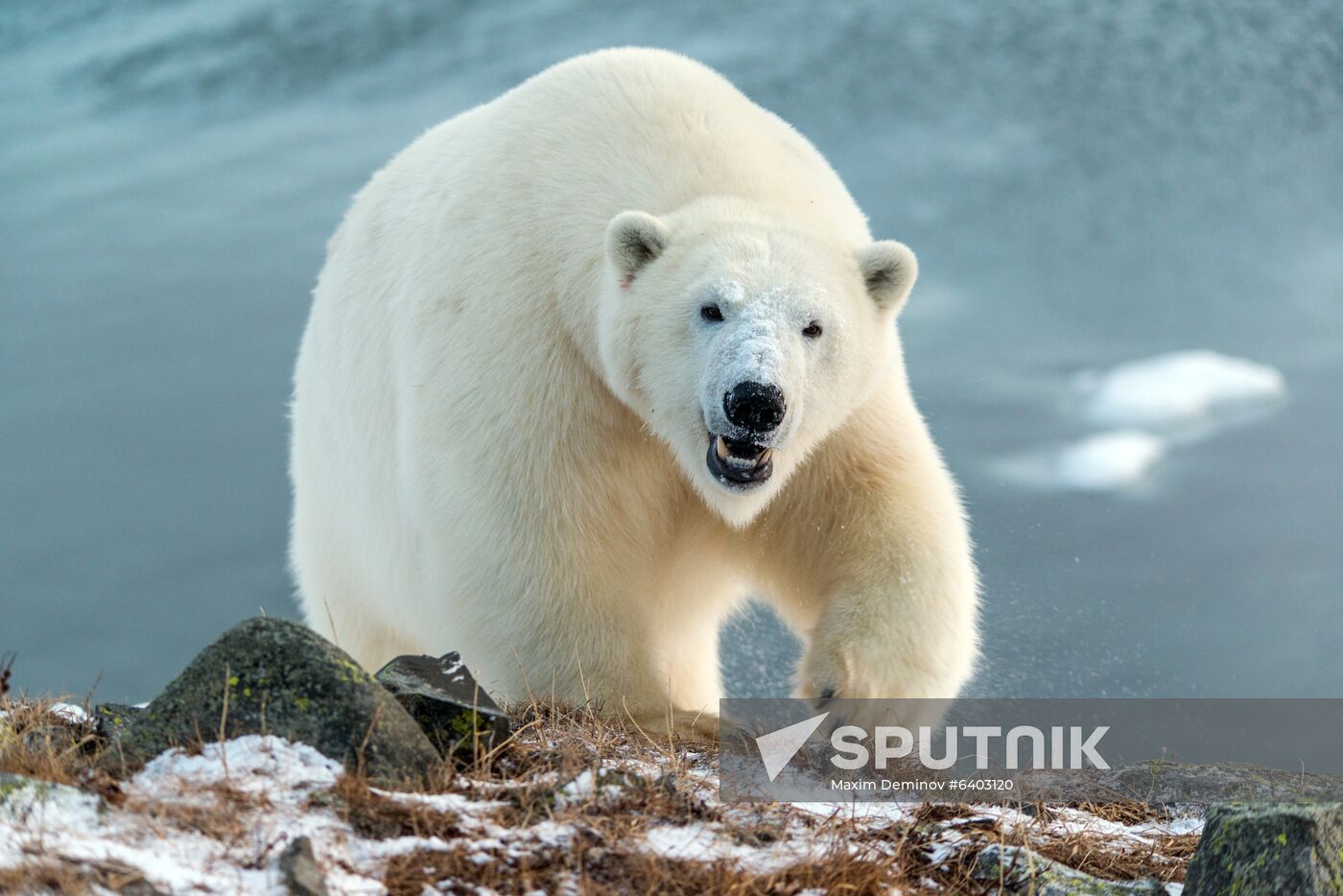 Russia Chukotka Bears 