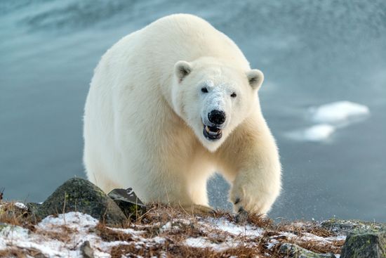 Russia Chukotka Bears 