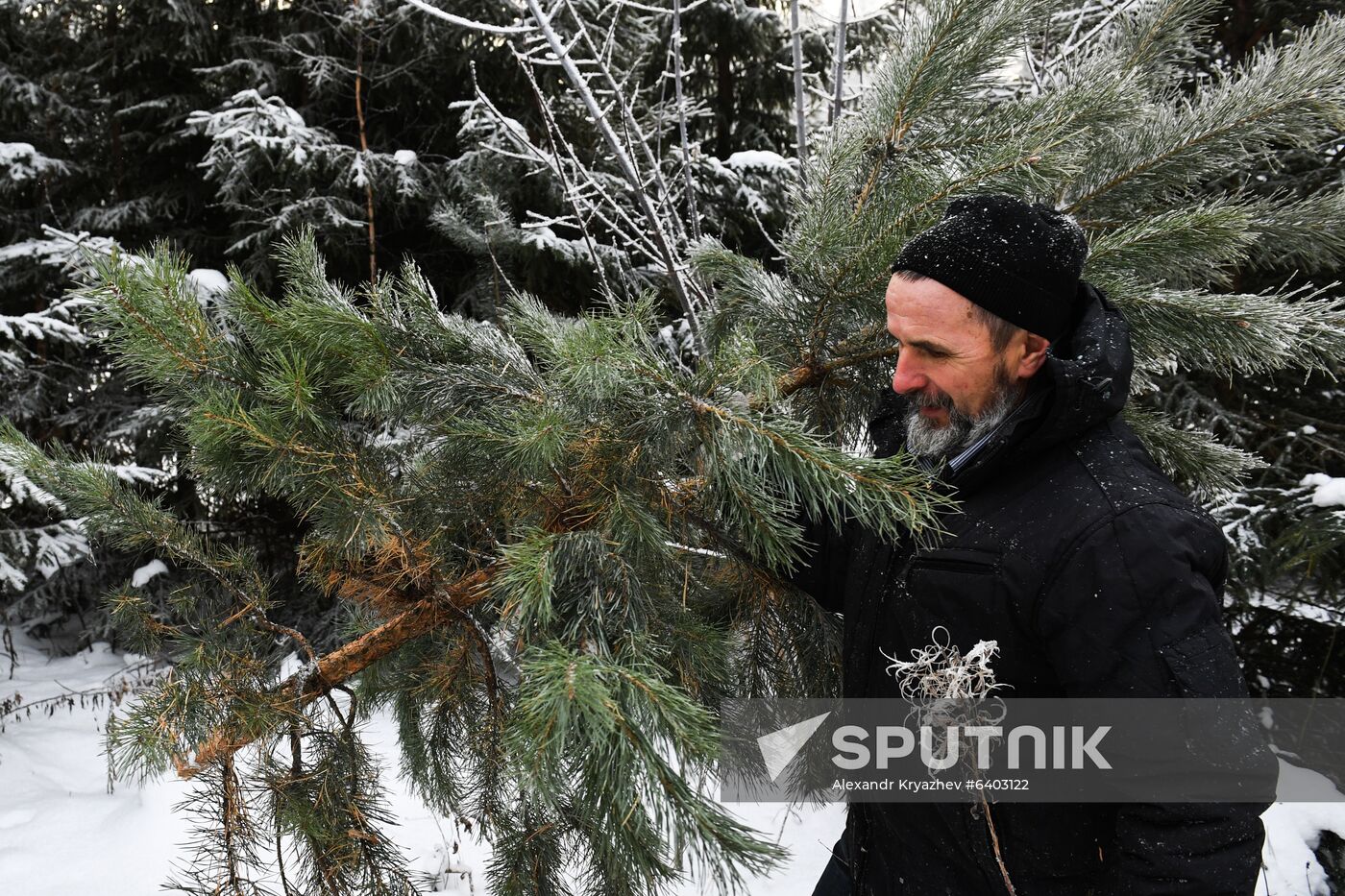 Russia Christmas Tree Preparations