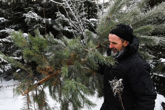 Russia Christmas Tree Preparations