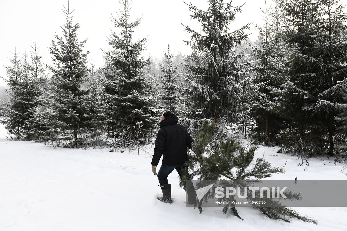 Russia Christmas Tree Preparations