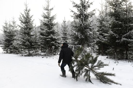 Russia Christmas Tree Preparations