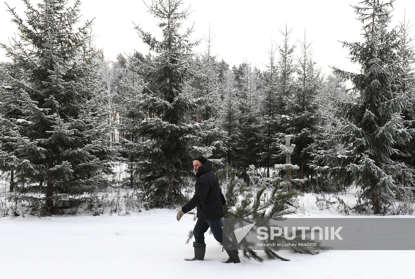 Russia Christmas Tree Preparations
