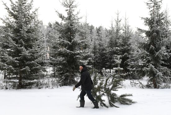Russia Christmas Tree Preparations