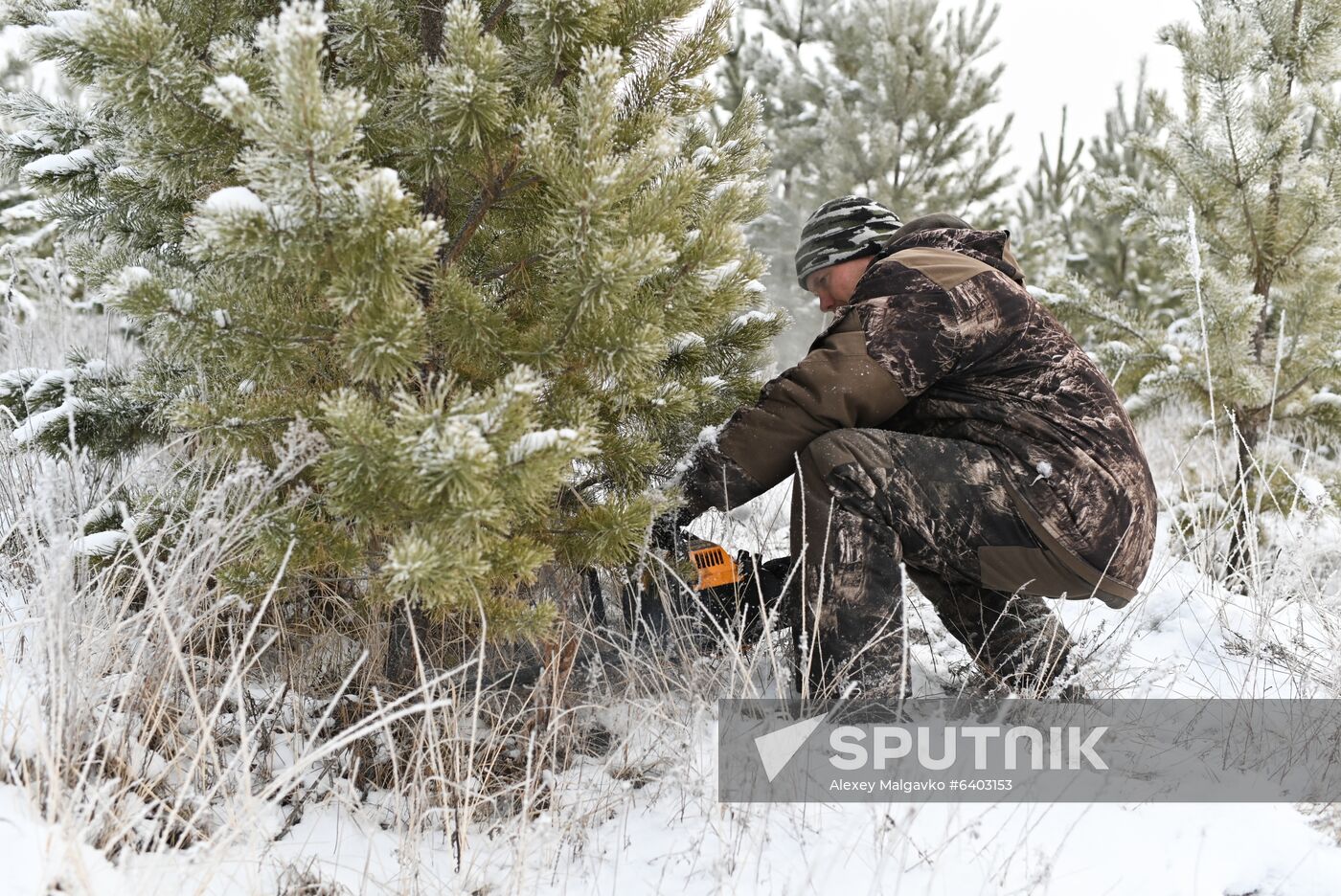 Russia Christmas Tree Preparations