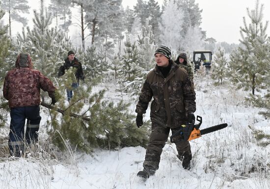 Russia Christmas Tree Preparations