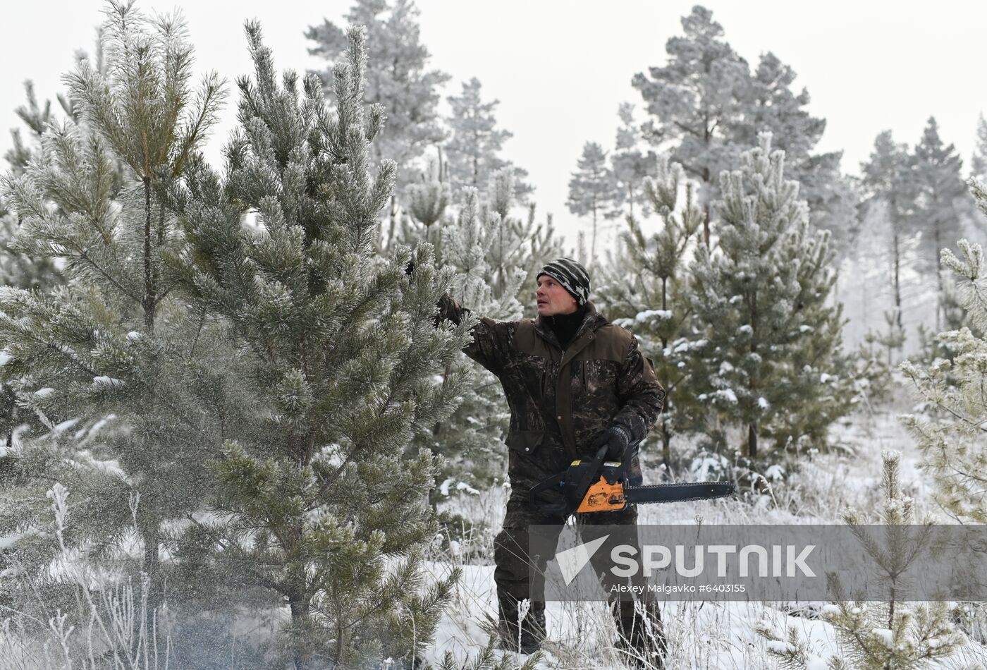 Russia Christmas Tree Preparations