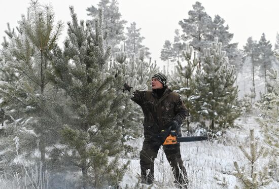 Russia Christmas Tree Preparations