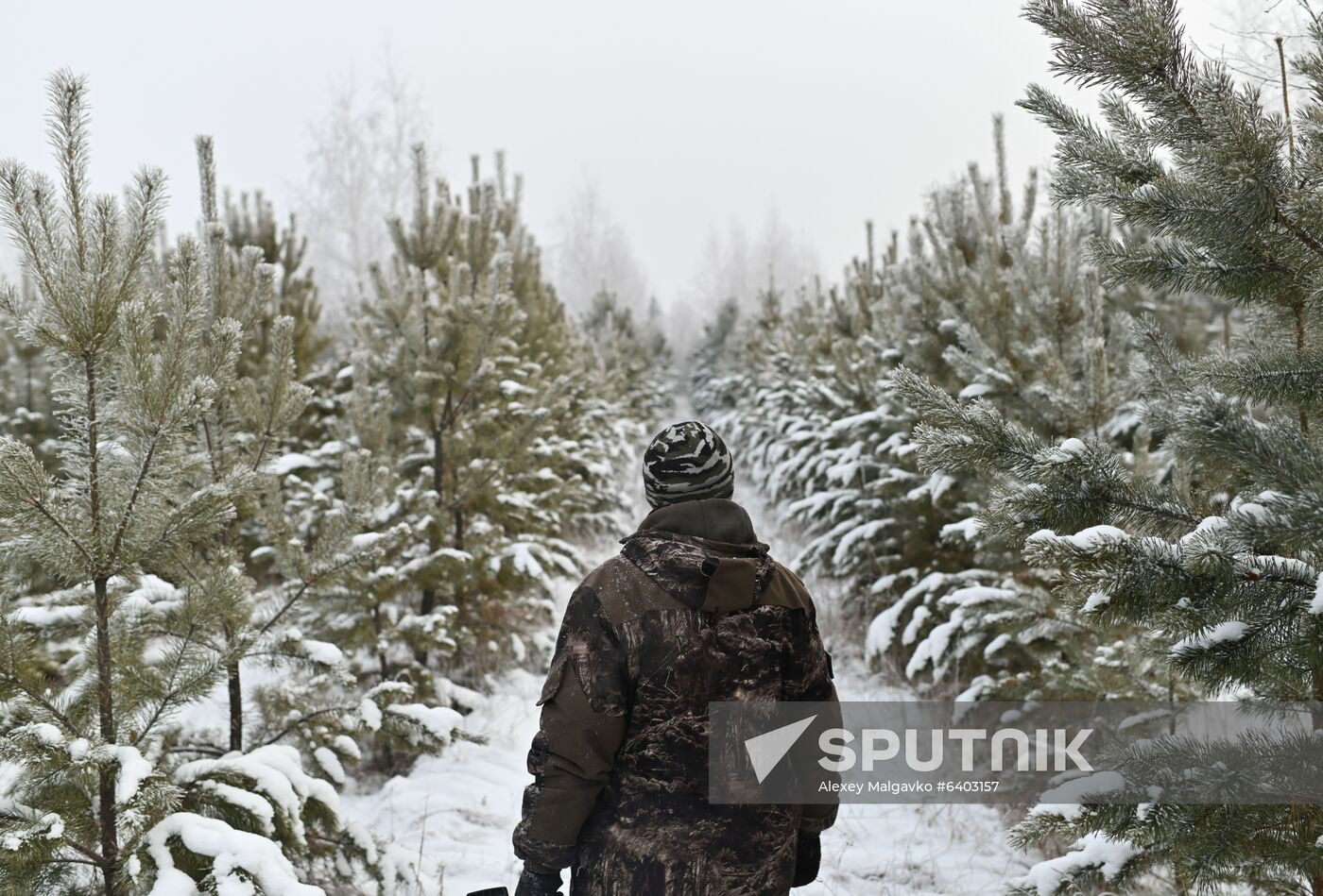 Russia Christmas Tree Preparations