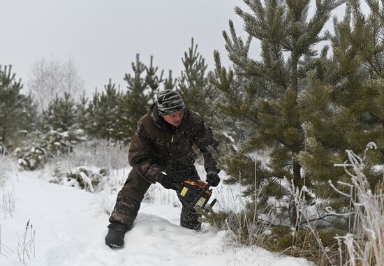 Russia Christmas Tree Preparations