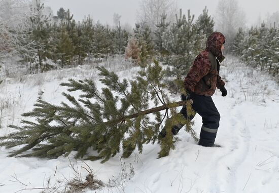 Russia Christmas Tree Preparations