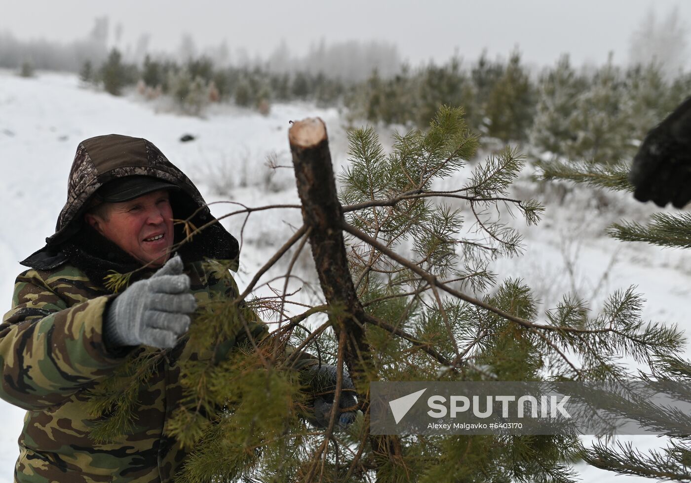 Russia Christmas Tree Preparations