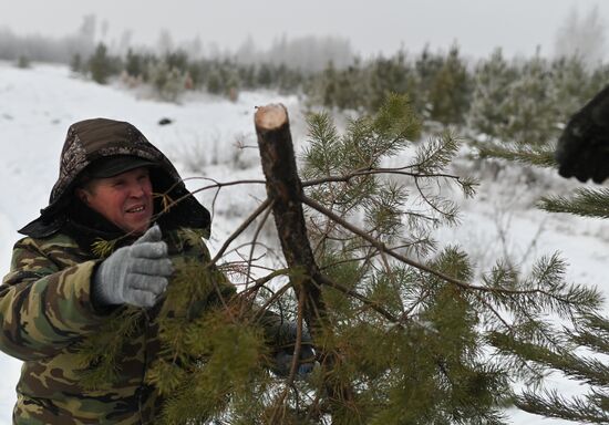 Russia Christmas Tree Preparations