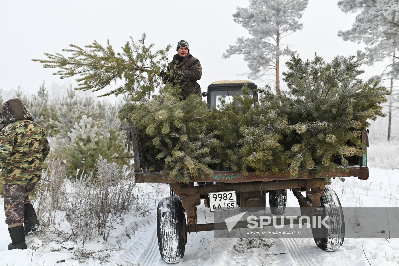 Russia Christmas Tree Preparations