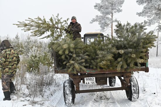 Russia Christmas Tree Preparations