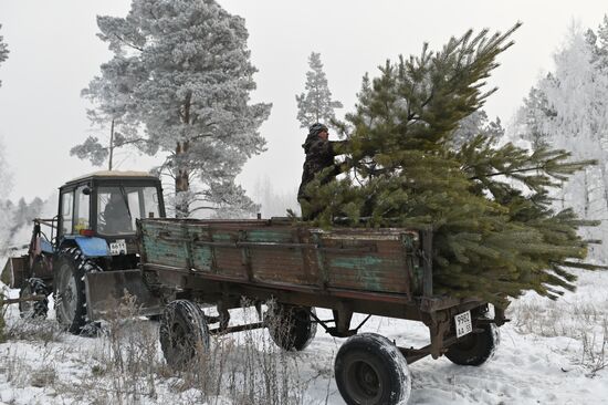 Russia Christmas Tree Preparations