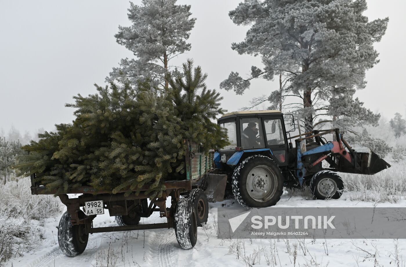 Russia Christmas Tree Preparations