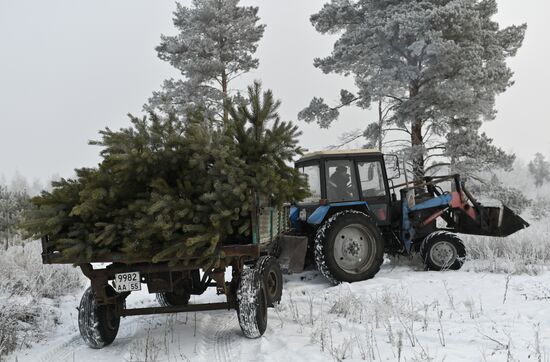 Russia Christmas Tree Preparations