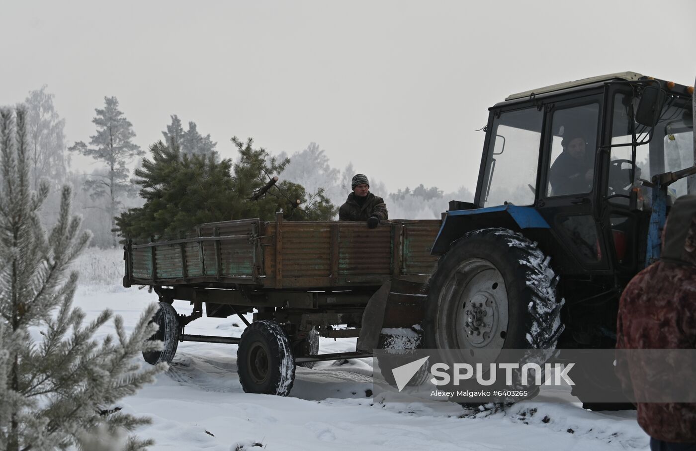 Russia Christmas Tree Preparations