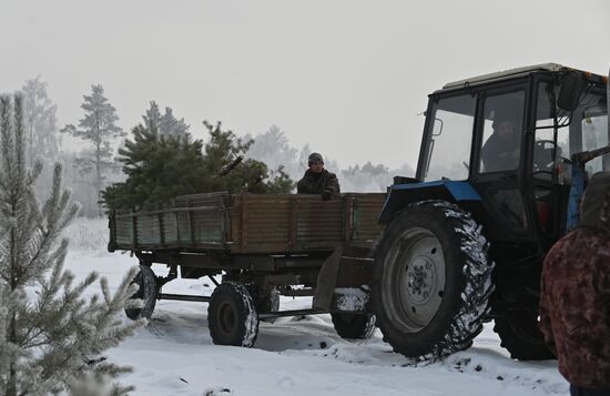 Russia Christmas Tree Preparations