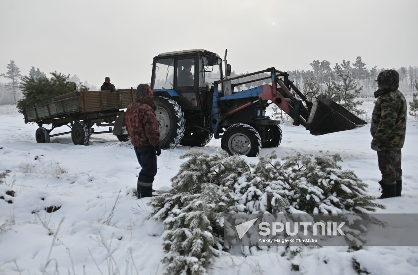 Russia Christmas Tree Preparations