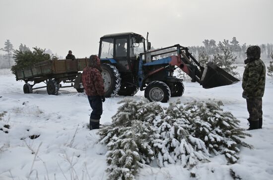 Russia Christmas Tree Preparations