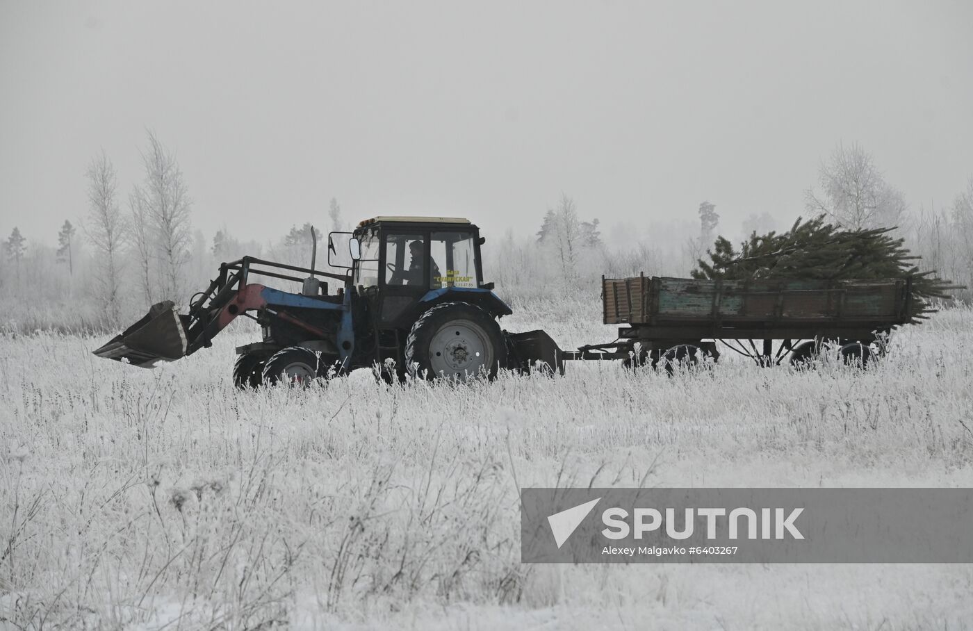Russia Christmas Tree Preparations