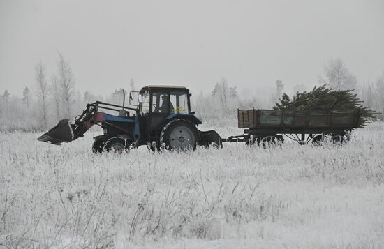 Russia Christmas Tree Preparations