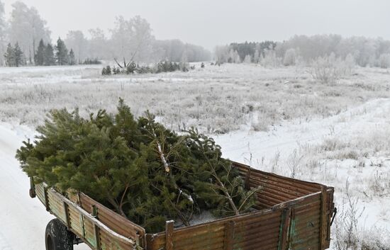 Russia Christmas Tree Preparations