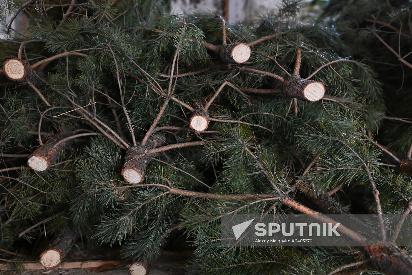 Russia Christmas Tree Preparations