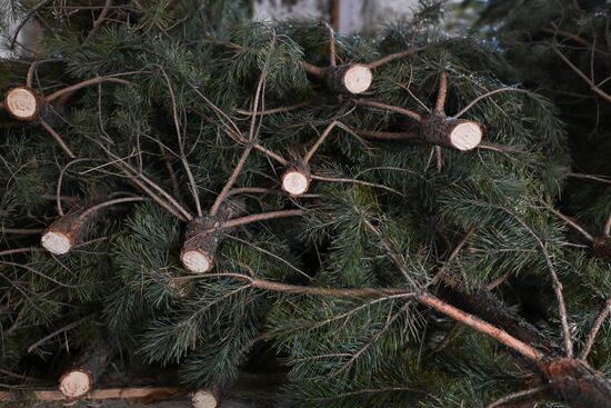 Russia Christmas Tree Preparations