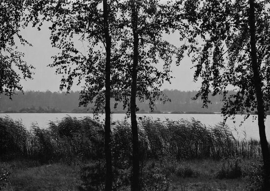 Forest lake