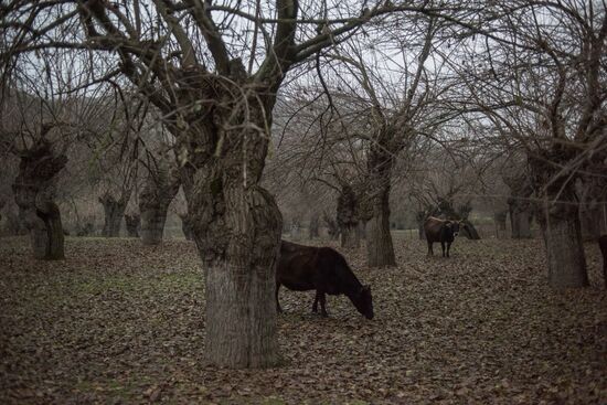 Nagorno-Karabakh Daily Life 