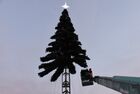 Municipal workers install a New Year Tree for the upcoming New Year and Christmas season, in Chita, Russia. Location: Russia, Chita. Author: Evgeny Yepanchintsev/Sputnik. Russia New Year Preparations