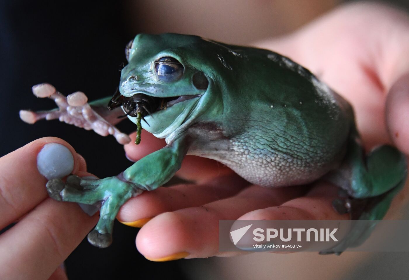 Russia Zoo
