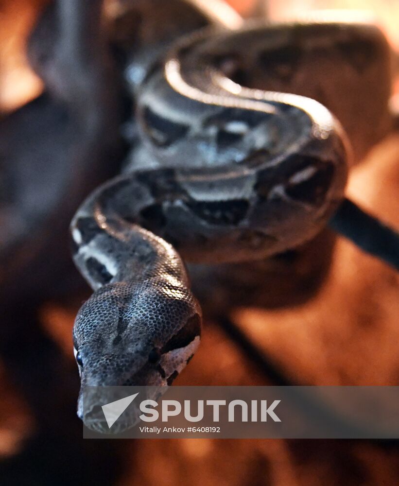 Russia Zoo