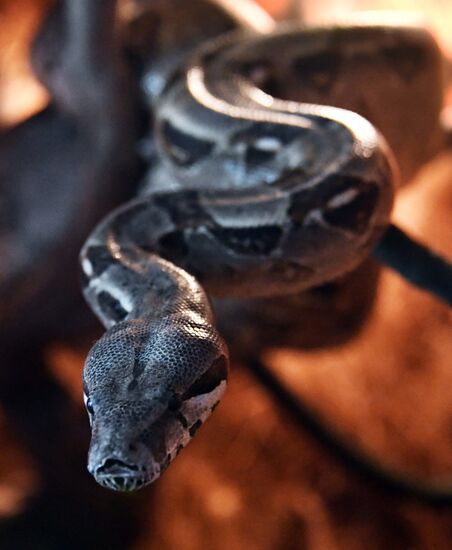 Russia Zoo