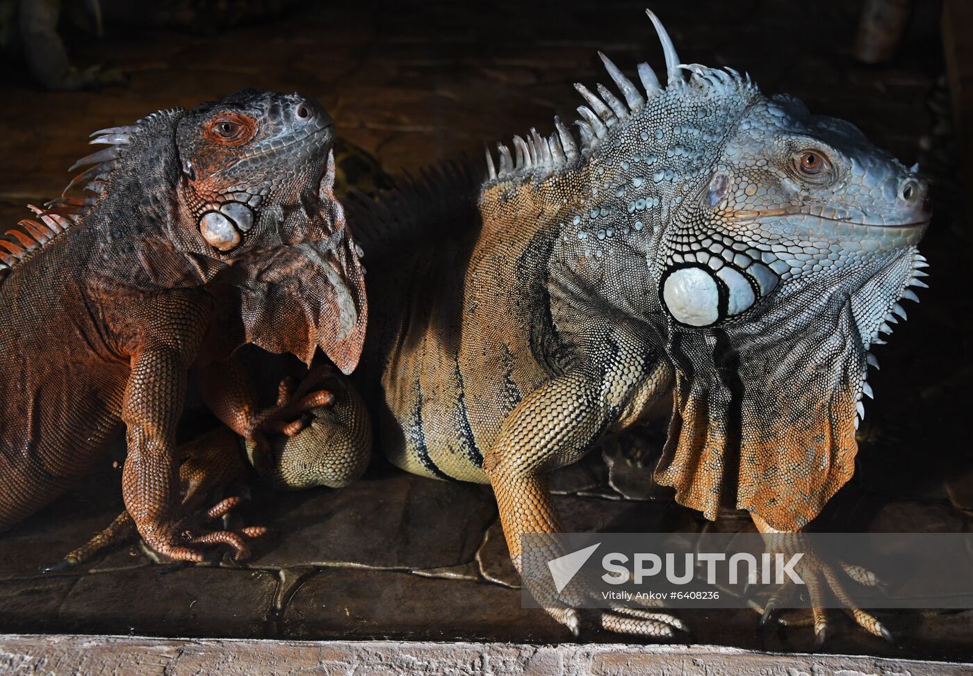 Russia Zoo