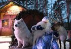 A man dressed as Santa Claus poses for a picture with dogs and a reindeer in Royev Ruchei flora and fauna park, Krasnoyarsk, Russia. Location: Russia, Krasnoyarsk. Author: Ilya Naymushin/Sputnik. Russia New Year Preparations