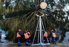 Employees cut down a 96-year-old fir tree that will be put up at the Moscow Kremlin's Cathedral Square this New Year and Christmas, in the woods of the Naro-Fominsk District, outside Moscow, Russia. The 25-meter high tree will be delivered to Moscow on December 11.
Location: Russia, Moscow region. Author: Alexey Maishev/Sputnik. Russia New Year Preparations