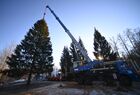 Employees cut down a 96-year-old fir tree that will be put up at the Moscow Kremlin's Cathedral Square this New Year and Christmas, in the woods of the Naro-Fominsk District, outside Moscow, Russia. The 25-meter high tree will be delivered to Moscow on December 11.
Location: Russia, Moscow region. Author: Evgeny Odinokov/Sputnik. Russia New Year Preparations